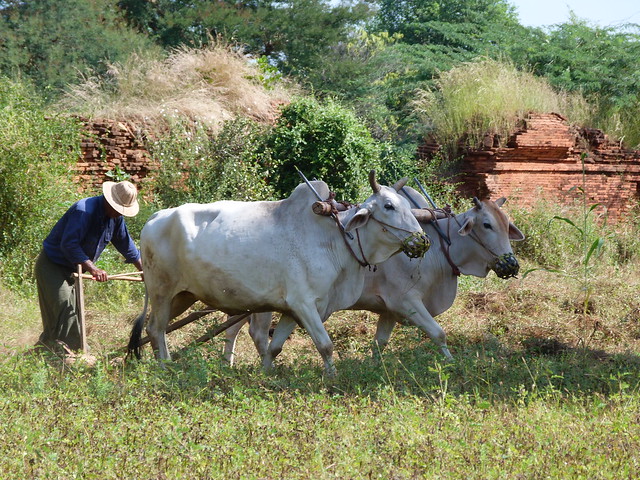 Carro de bueyes en Myanmar