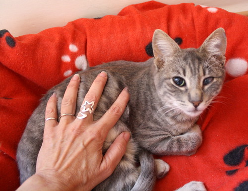 Luka, gatito azul ruso tabby esterilizado con ojo velado nacido en Agosto´15, en adopción. Valencia. ADOPTADO. 24123870336_aa1c1fd983