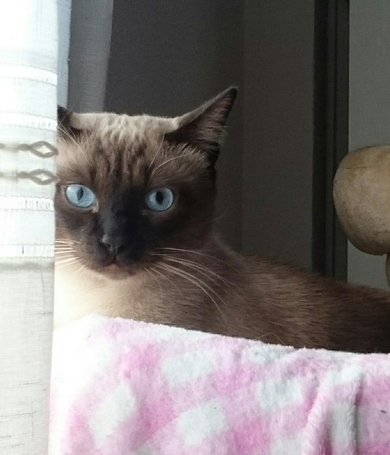 Sting, gato siamés de ojazos azules excelente compañero, nacido en Agosto´13, en adopción. Valencia. ADOPTADO. 22793338483_69ee1e19b3_z