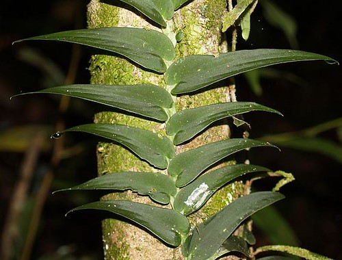 Rhaphidophora tenuis boyce1