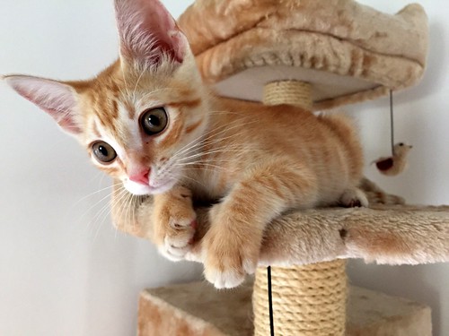 Kuga, gatito naranja ojos miel nacido en Julio´15, en adopción. Valencia. ADOPTADO. 21076747361_a96b5da942