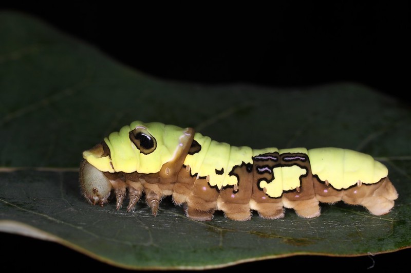 台灣寬尾鳳蝶的幼蟲。攝影：呂晟智；林務局提供