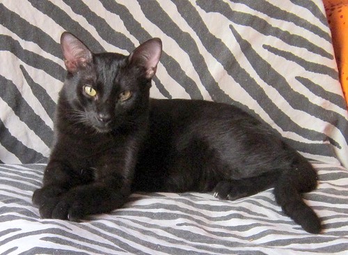 Nero, gato negro azabache guapetón nacido en Abril´15 esterilizado, en adopción. Valencia. ADOPTADO. 23556750631_c5ef5b2bd9