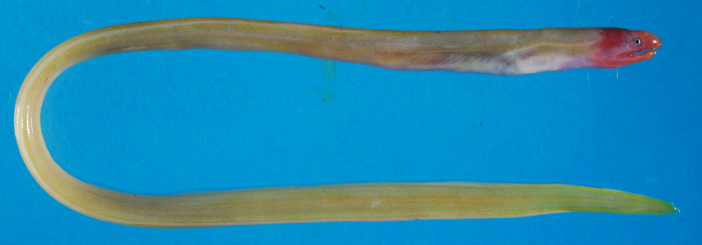 台灣扁鰻是相當罕見的特有新屬新種。圖片來源：國立海洋生物博物館