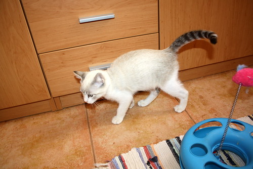 Menut, gatito cruce siamés ojazos azules independiente y activo esterilizado, nacido en Agosto´16, en adopción. Valencia. ADOPTADO. 30650227120_b3421c21e8