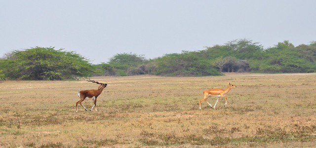 It was created to conserve the blackbucks, an antelope breed, which roam freely in the open grasslands today.