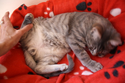 Luka, gatito azul ruso tabby esterilizado con ojo velado nacido en Agosto´15, en adopción. Valencia. ADOPTADO. 24123867086_400455b4b9