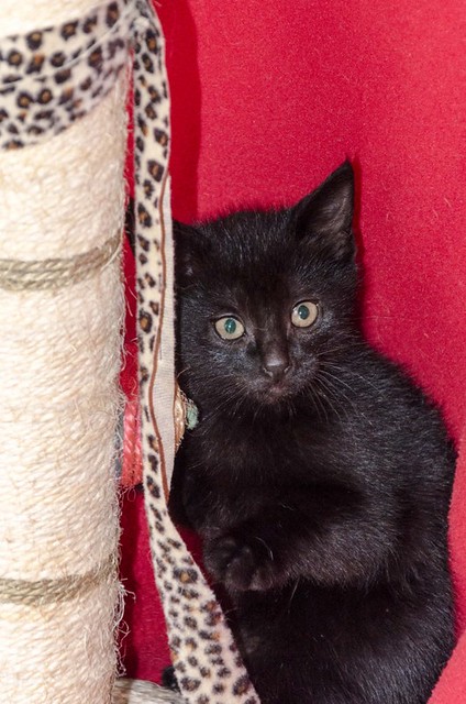 Negret, gatito negro azabache megaguapo nacido en Octubre´16 en adopción. Valencia. ADOPTADO. 31226415902_5ef188436f_z