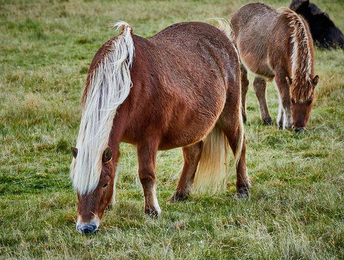 Icelandic Ponies Grazing