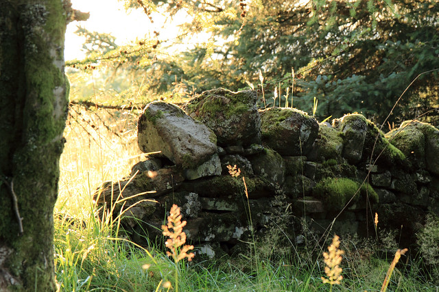 moss-covered dry stone wall
