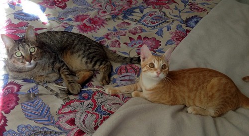 Kuga, gatito naranja ojos miel nacido en Julio´15, en adopción. Valencia. ADOPTADO. 22874558800_e4d6f75f6e