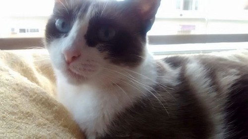 Ummi, gata Siamesa tricolor muy dulce y juguetona tímida nacida en 2013, en adopción. Valencia. ADOPTADA. 29897873321_56fe71629d