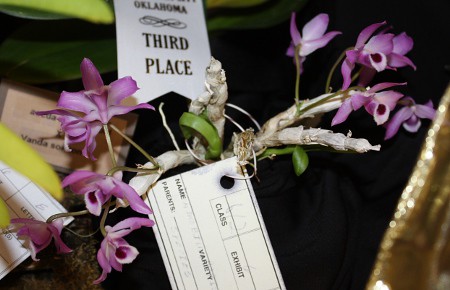 Miniature, deciduous, upright Dendrobium