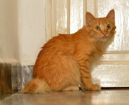 Jayu, gatito rubio de pelo largo muy sumiso y tímido nacido en Julio´16, en adopción. Valencia. ADOPTADO. 30996663795_26f9225dd9