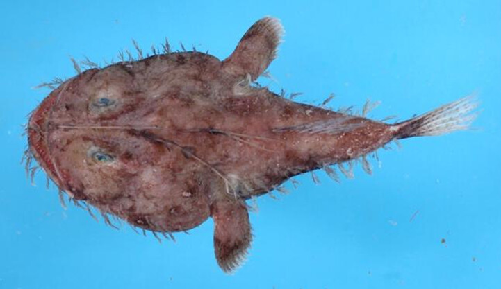 鮟鱇魚科的物種主要是背部有3-6根硬棘，奈氏擬鮟鱇（Lophiodes naresi）是西太平洋常見的小型物種，通常被丟在下雜魚堆絞碎當飼料。圖片作者：何宣慶。