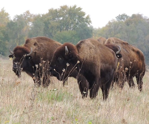 Bison on the Midewin National Tallgrass Prairie