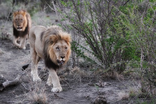 walking lions