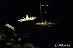 Nymphaea lotus var dentata