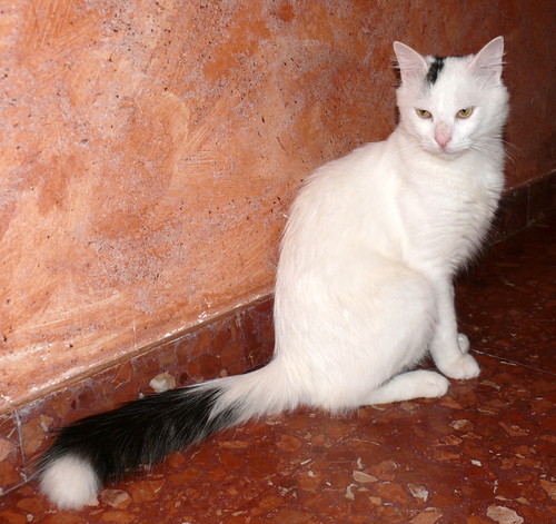 Kino, gato Cruce Van Turco pelo semilargo mimosón esterilizado, nacido en Abril´15, en adopción. Valencia. ADOPTADO. 29993671373_dbabfb26f4