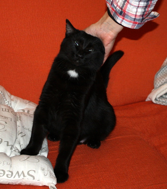 Machín, gatito negro de ojazos verde aguamarina súper dulce y bueno esterilizado, nacido en Mayo´16, en adopción. Valencia. ADOPTADO. 30706133256_bfd3b2a093_z