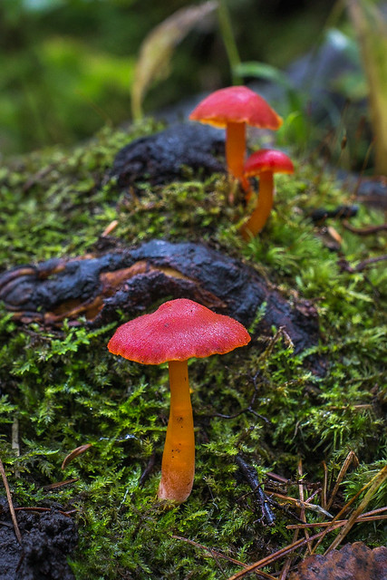 Mushroom, Mushrooms, Macro, Red