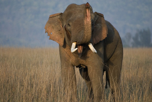 尼泊爾奇旺國家公園中，一隻瀕危的亞洲象。攝影：Christy Williams。圖片來源：WWF。