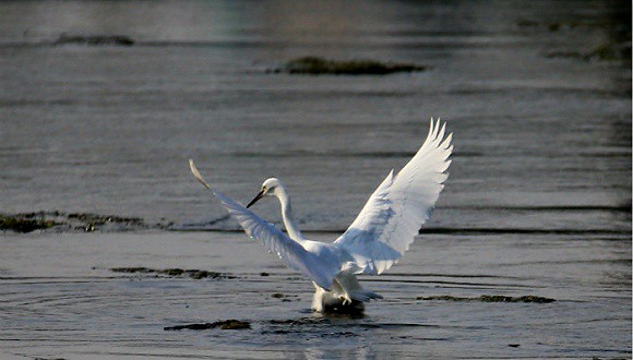 Wetland decline threaten endangered waterbirds species in China
