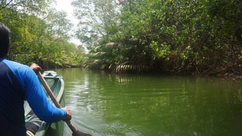 Exploring the Cigenter River in Ujung Kulon National Park