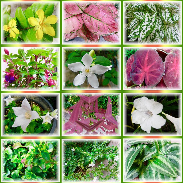 October to December: another collage of variegated foliage and flowering plants