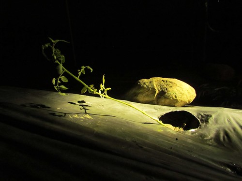 夜裡的番茄園，有機肥正在熱情發酵。攝影：李慧宜