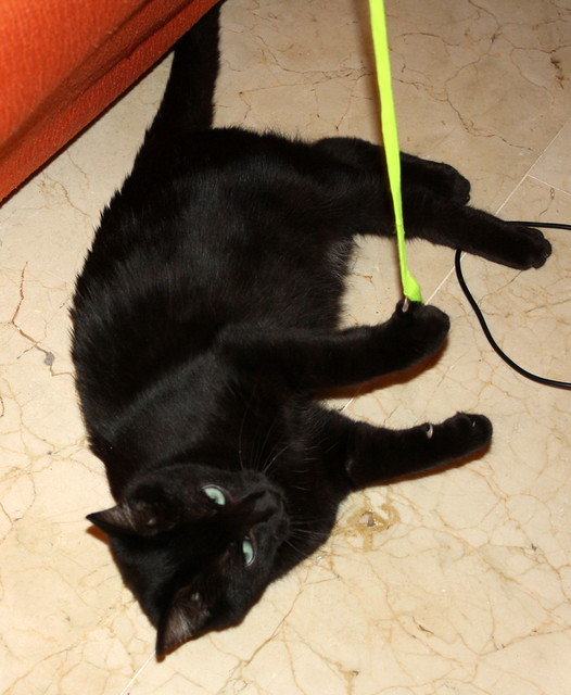 Machín, gatito negro de ojazos verde aguamarina súper dulce y bueno esterilizado, nacido en Mayo´16, en adopción. Valencia. ADOPTADO. 30654654881_c82d2deb7a_z