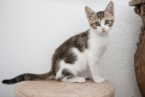 Tritón, gatito blanquipardo tímido y guapo nacido en Agosto´15, en adopción. Valencia. ADOPTADO. 22097457339_a047f0dfbb