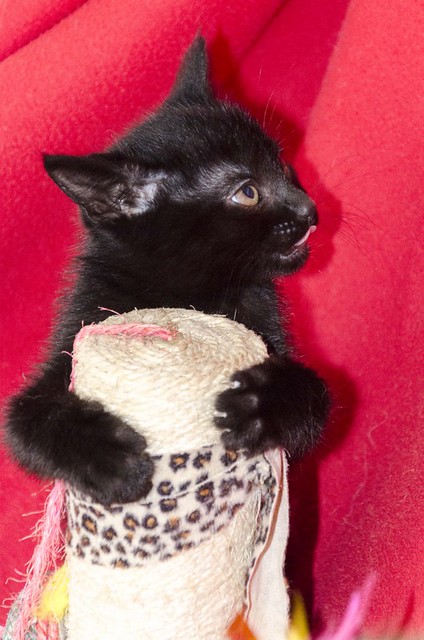 Negret, gatito negro azabache megaguapo nacido en Octubre´16 en adopción. Valencia. ADOPTADO. 31226411582_463e5c24cd_z