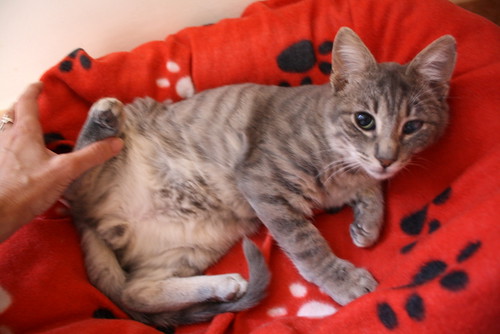 Luka, gatito azul ruso tabby esterilizado con ojo velado nacido en Agosto´15, en adopción. Valencia. ADOPTADO. 24149970145_0b88bc1220