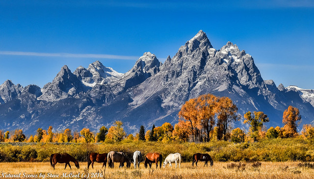 Horses and Mountains-1