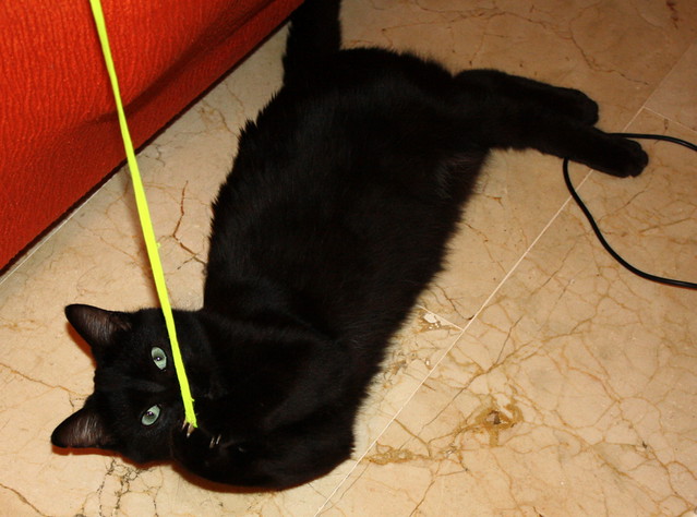 Machín, gatito negro de ojazos verde aguamarina súper dulce y bueno esterilizado, nacido en Mayo´16, en adopción. Valencia. ADOPTADO. 30742793255_128d0052ce_z