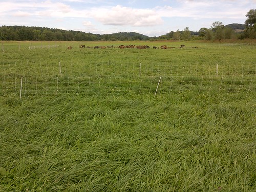 With technical and financial assistance from USDA-NRCS, 195-acres of cornfields were planted to grass to provide a healthy and sustainable forage source for the health of the goats which provide milk for the cheese. Photo: Amy Overstreet, NRCS Vermont.