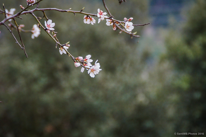 Cerezo en flor cerca del Puig de la Balma