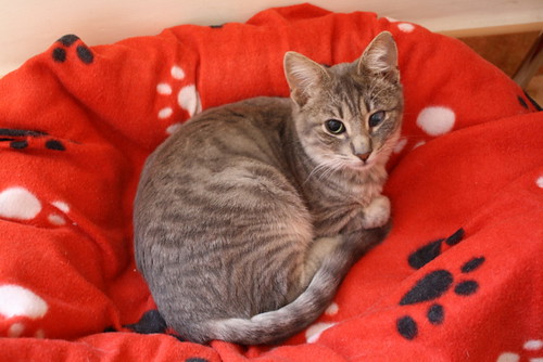 Luka, gatito azul ruso tabby esterilizado con ojo velado nacido en Agosto´15, en adopción. Valencia. ADOPTADO. 23782163579_43b9ca2f26