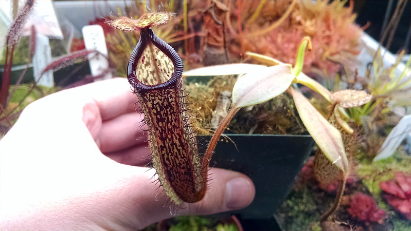 Nepenthes hamata × platychila.