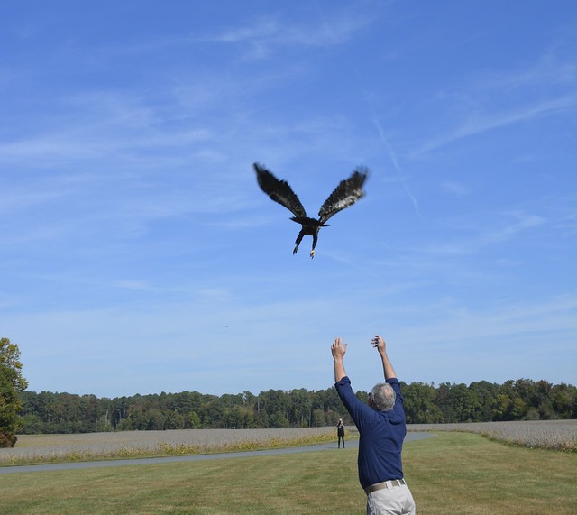 Bald Eagle #15-1312 flew off to her new home at Belle Isle State Park, Virginia.