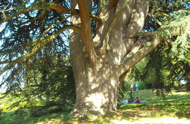 large tree 