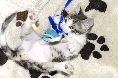 Percy, gatito blanco y gris perla muy juguetón, nacido en Septiembre´16, en adopción. Valencia. ADOPTADO. 30449849770_4a41da5ec4