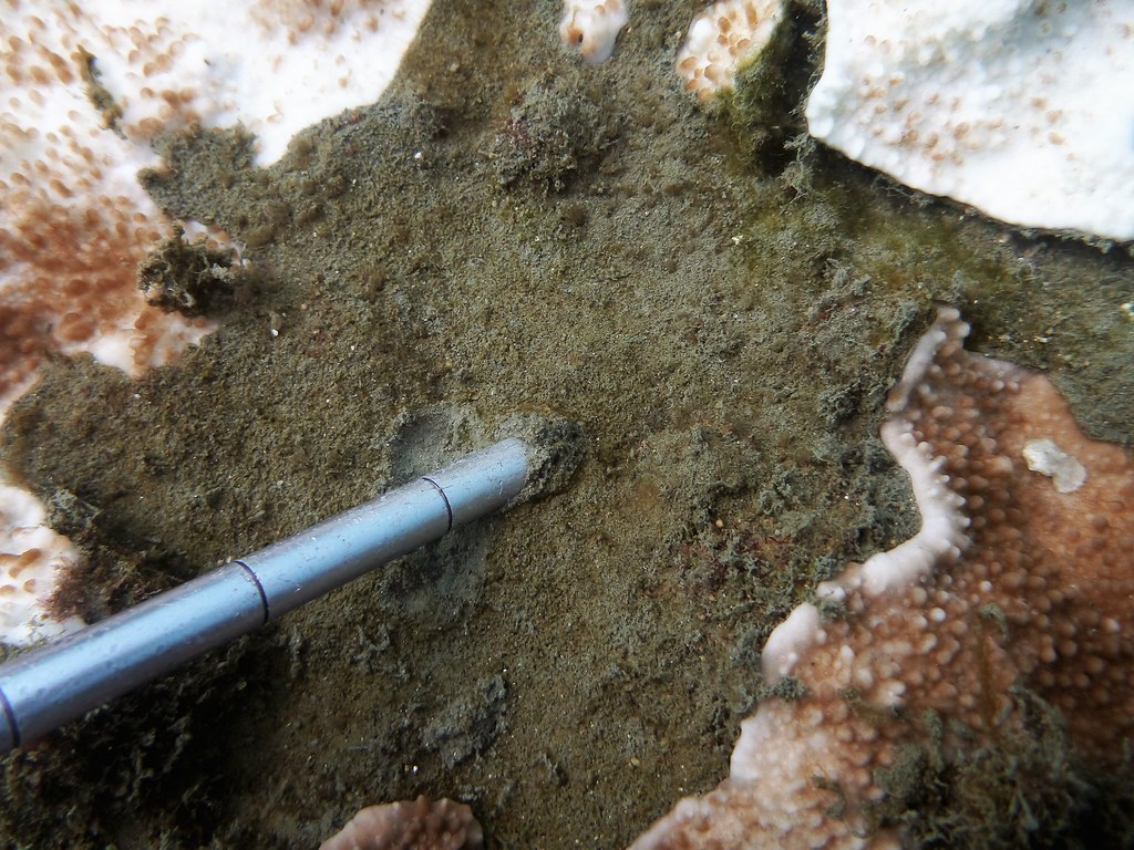 蓋率雖不差，泥覆蓋率超過10%，嚴重之處可在珊瑚表面發現厚達1公分的泥。