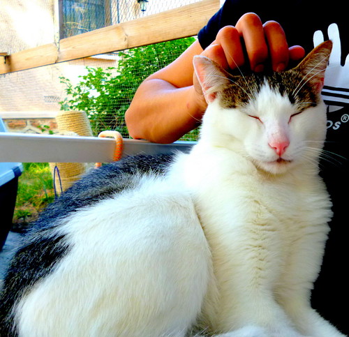 Rudy, gato blanquipardo mimosón sano y esterilizado nacido en Junio´14, necesita hogar. Valencia. ADOPTADO. 22212162781_46abb158a2