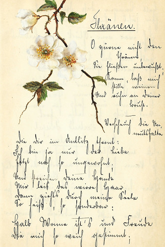 Poesie Poesiealbum Gedicht Zeichnung Blume Blumen alte deutsche Schrift Sütterlin Kurrentschrift Schönschrift
