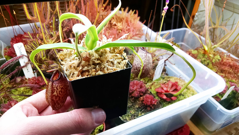 Nepenthes spectabilis "Giant" × aristolochioides.