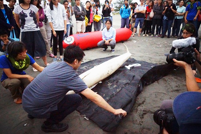 楊瑋誠解說擱淺鯨豚救援醫療治癒後，野放前，如何將鯨豚移放於黑色專用救援布上。　瑭芯攝