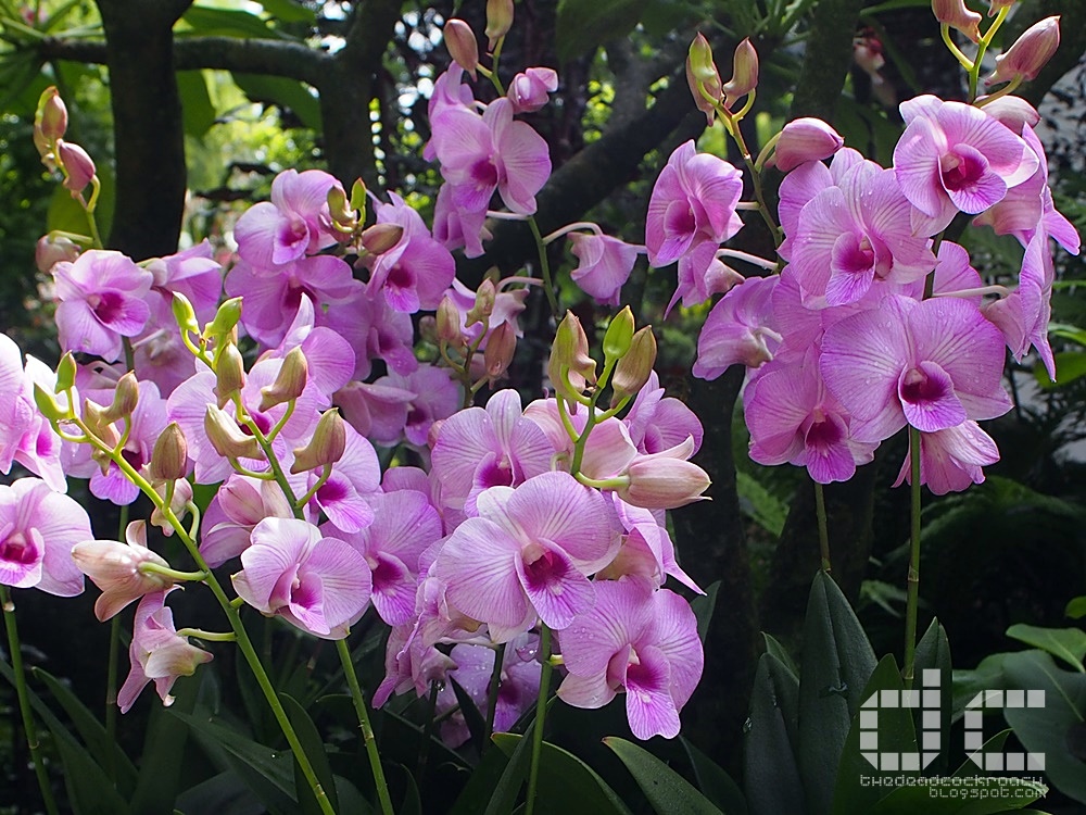 botanic garden, places of interest, singapore, singapore botanic garden, unesco,  where to go in singapore, national orchid garden,vip orchid garden,orchid