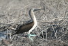 Galapagos Archipelago : October 6 - 15 2006